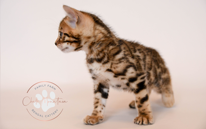 Bengal kitten for sale